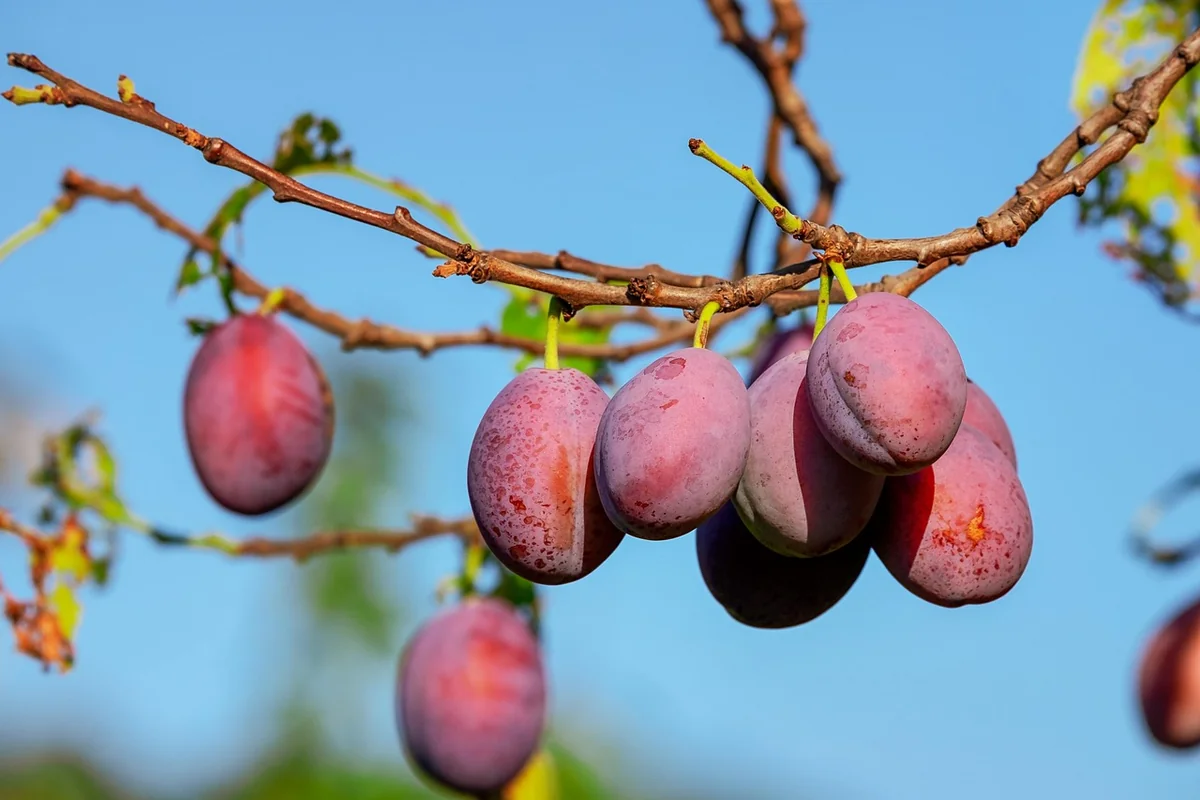 Variantes aromatiques : ce que j'ai testé, ce qui marche